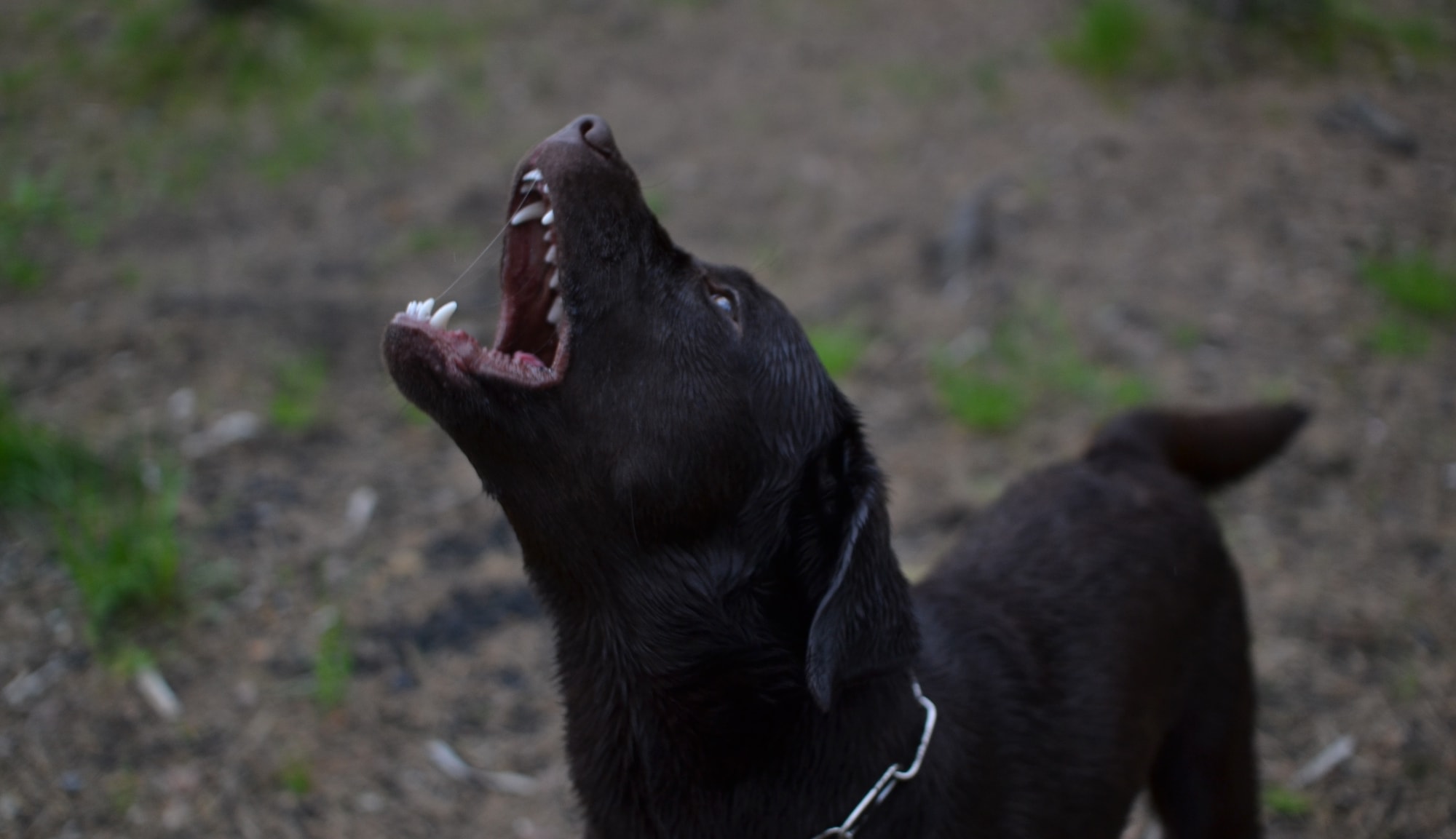 angry dog attack