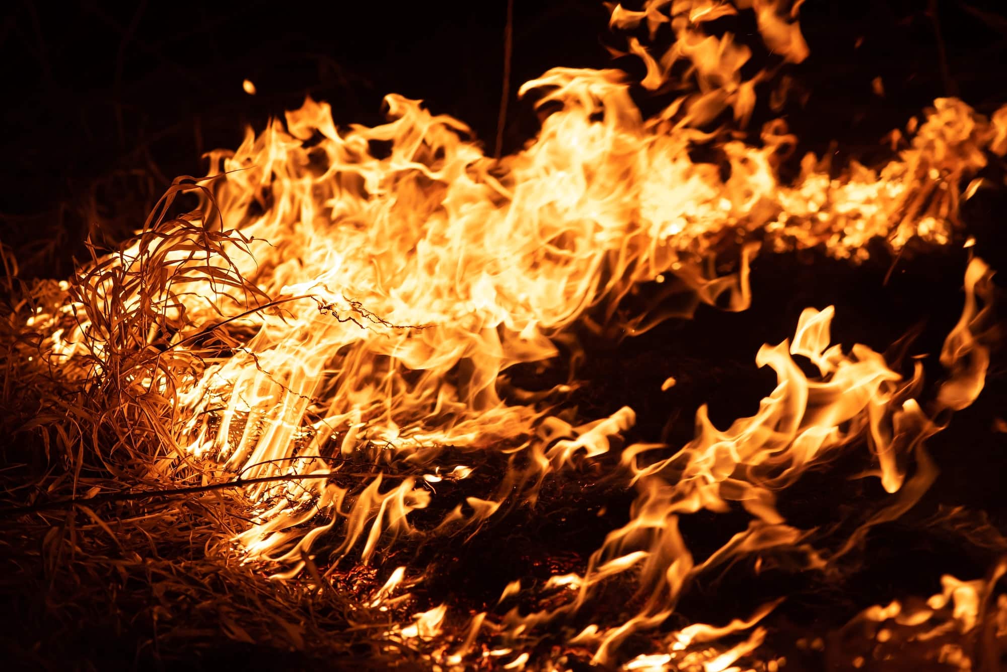 Burning grass in the field, close up