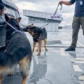 Drug detection dogs inspecting car at airport