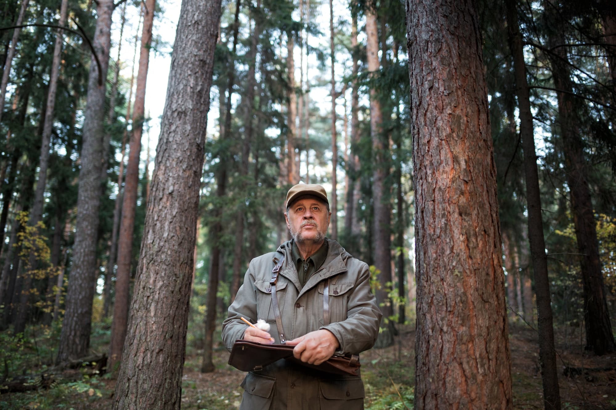 forester man conducts monitoring in pine national park. environmental Protection. forest industry