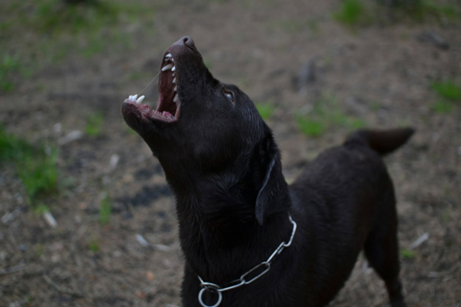 angry dog with white fangs barks and growls. dogs bite