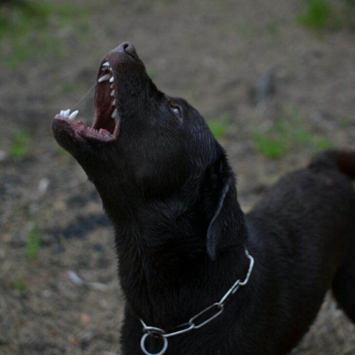 angry dog ​​with white fangs barks and growls. dogs bite