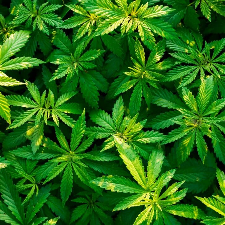 Shrubs of marijuana-cannabis-at dawn. Video with original sound - bird song