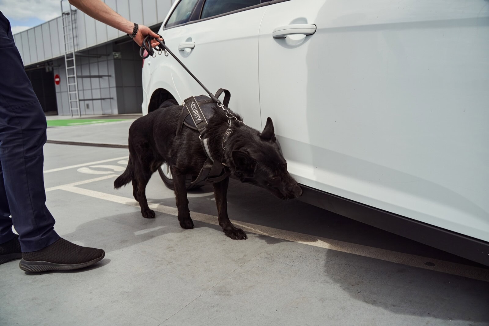 k9 search and seizure laws in florida